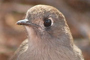 Southern Scrub-robin (Drymodes brunneopygia)